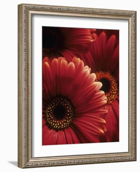 Gerbera Flowers-Adam Gault-Framed Photographic Print