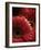 Gerbera Flowers-Adam Gault-Framed Photographic Print