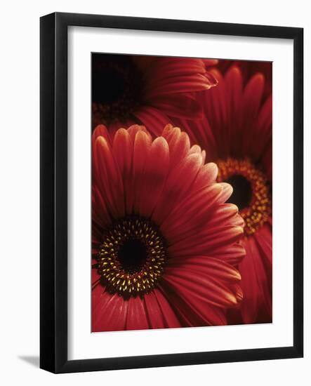 Gerbera Flowers-Adam Gault-Framed Photographic Print