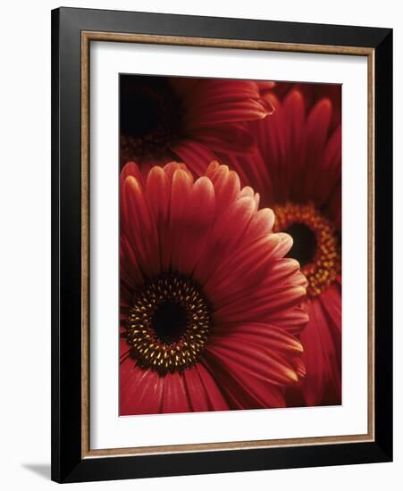 Gerbera Flowers-Adam Gault-Framed Photographic Print
