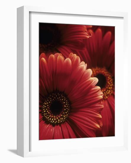 Gerbera Flowers-Adam Gault-Framed Photographic Print