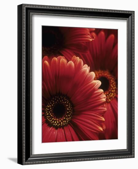 Gerbera Flowers-Adam Gault-Framed Photographic Print