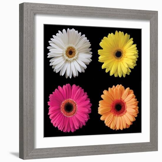 Gerbera Group I-Jim Christensen-Framed Photo