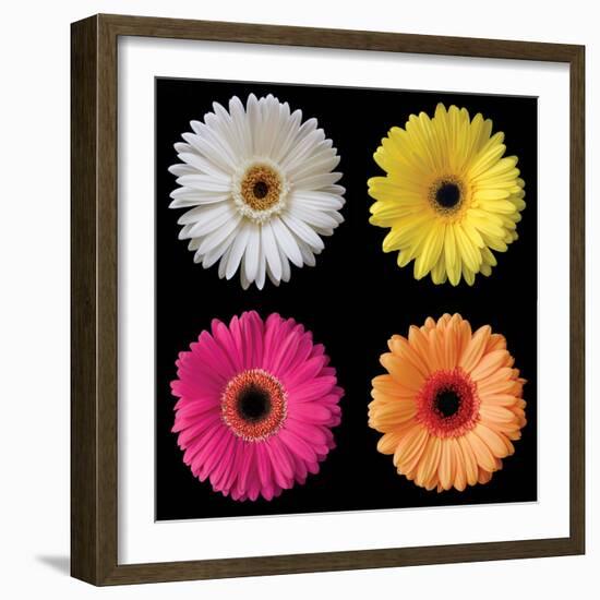 Gerbera Group I-Jim Christensen-Framed Photo