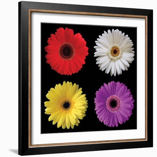 Gerbera Group II-Jim Christensen-Framed Photo