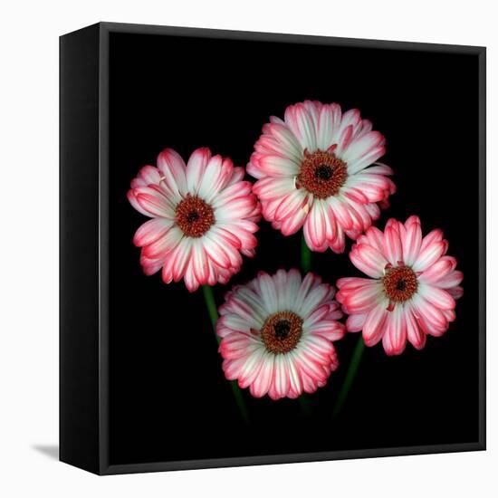 Gerbera I-Magda Indigo-Framed Premier Image Canvas