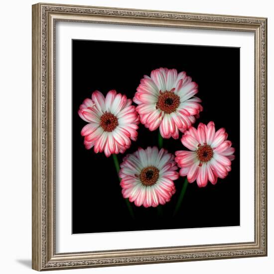 Gerbera I-Magda Indigo-Framed Photographic Print