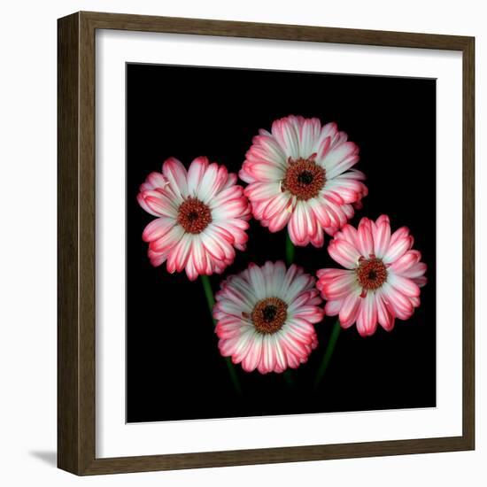 Gerbera I-Magda Indigo-Framed Photographic Print