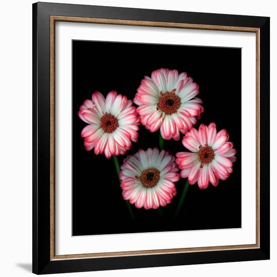 Gerbera I-Magda Indigo-Framed Photographic Print