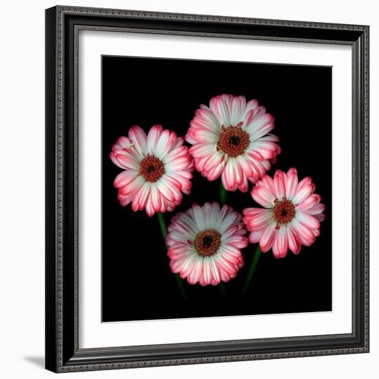 Gerbera I-Magda Indigo-Framed Photographic Print