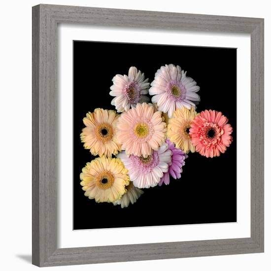 Gerbera II-Magda Indigo-Framed Photographic Print