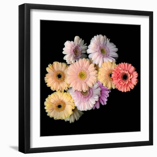 Gerbera II-Magda Indigo-Framed Photographic Print