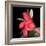 Gerbera III-Magda Indigo-Framed Photographic Print