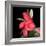 Gerbera III-Magda Indigo-Framed Photographic Print