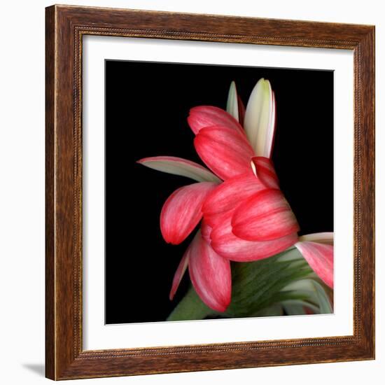 Gerbera III-Magda Indigo-Framed Photographic Print