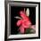 Gerbera III-Magda Indigo-Framed Photographic Print