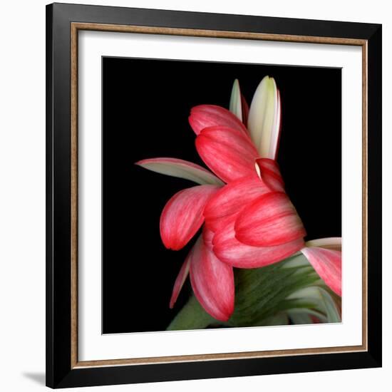 Gerbera III-Magda Indigo-Framed Photographic Print