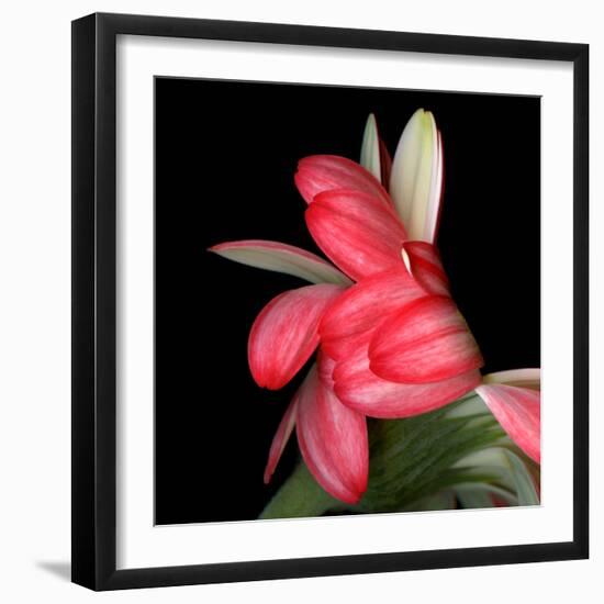 Gerbera III-Magda Indigo-Framed Photographic Print