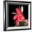 Gerbera III-Magda Indigo-Framed Photographic Print