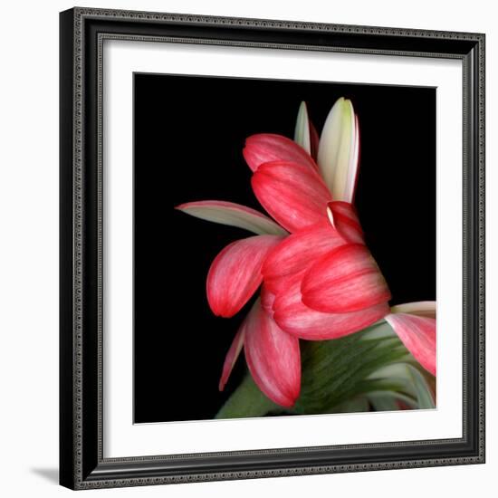 Gerbera III-Magda Indigo-Framed Photographic Print