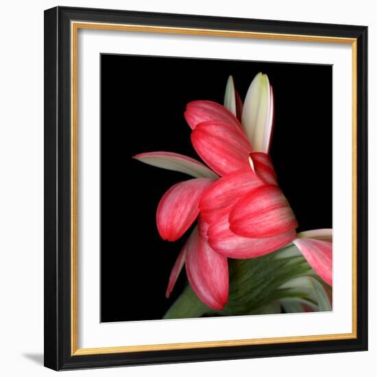 Gerbera III-Magda Indigo-Framed Photographic Print