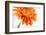 Gerbera in Orange-Uwe Merkel-Framed Photographic Print