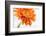 Gerbera in Orange-Uwe Merkel-Framed Photographic Print