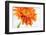 Gerbera in Orange-Uwe Merkel-Framed Photographic Print