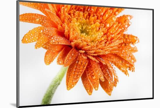 Gerbera in Orange-Uwe Merkel-Mounted Photographic Print