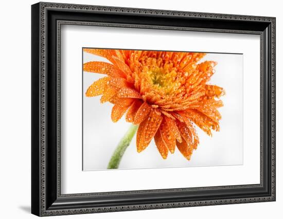 Gerbera in Orange-Uwe Merkel-Framed Photographic Print