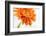 Gerbera in Orange-Uwe Merkel-Framed Photographic Print