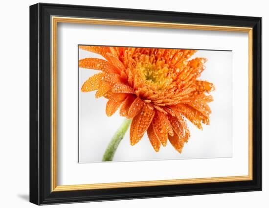 Gerbera in Orange-Uwe Merkel-Framed Photographic Print