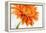 Gerbera in Orange-Uwe Merkel-Framed Premier Image Canvas