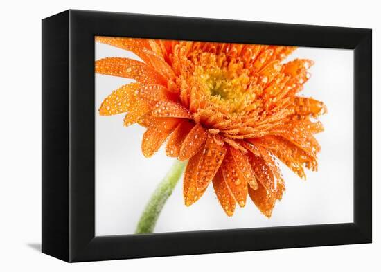 Gerbera in Orange-Uwe Merkel-Framed Premier Image Canvas