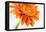 Gerbera in Orange-Uwe Merkel-Framed Premier Image Canvas