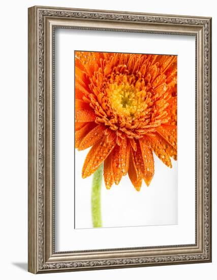 Gerbera in Orange-Uwe Merkel-Framed Photographic Print