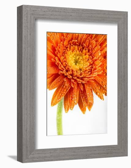 Gerbera in Orange-Uwe Merkel-Framed Photographic Print