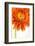 Gerbera in Orange-Uwe Merkel-Framed Photographic Print