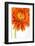 Gerbera in Orange-Uwe Merkel-Framed Photographic Print