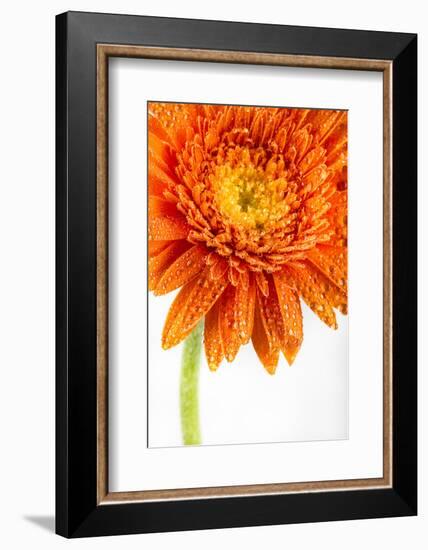 Gerbera in Orange-Uwe Merkel-Framed Photographic Print