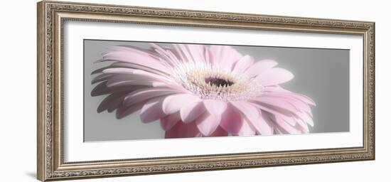 Gerbera in Rose-Uwe Merkel-Framed Photographic Print