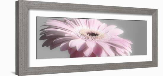 Gerbera in Rose-Uwe Merkel-Framed Photographic Print