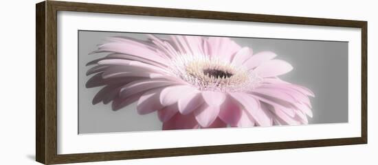 Gerbera in Rose-Uwe Merkel-Framed Photographic Print