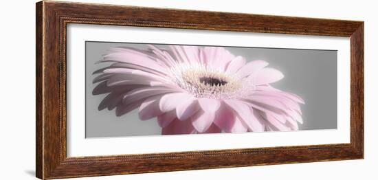 Gerbera in Rose-Uwe Merkel-Framed Photographic Print