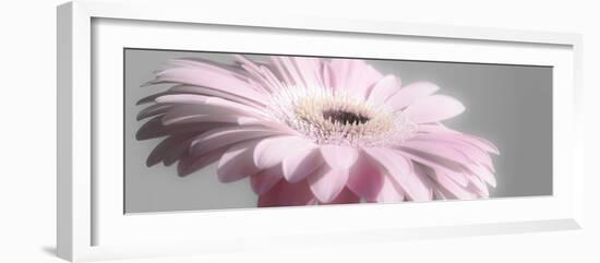 Gerbera in Rose-Uwe Merkel-Framed Photographic Print