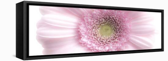 Gerbera in Rose-Uwe Merkel-Framed Premier Image Canvas