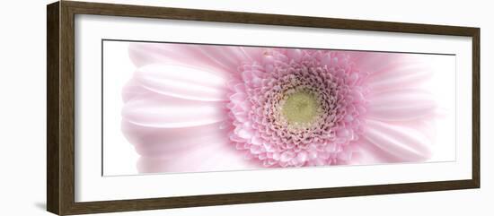 Gerbera in Rose-Uwe Merkel-Framed Photographic Print