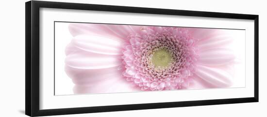 Gerbera in Rose-Uwe Merkel-Framed Photographic Print