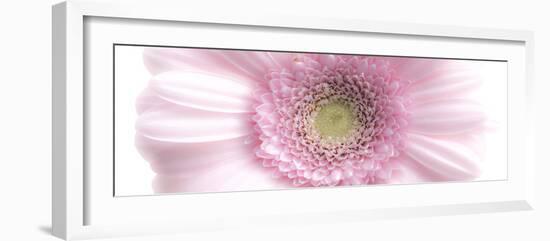 Gerbera in Rose-Uwe Merkel-Framed Photographic Print