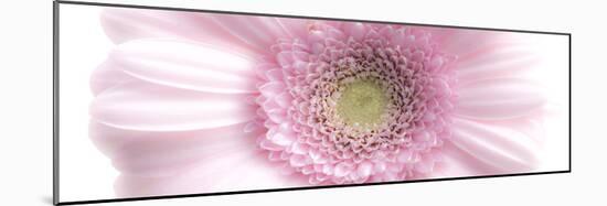 Gerbera in Rose-Uwe Merkel-Mounted Photographic Print